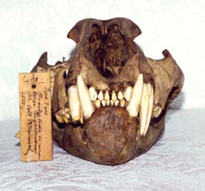 a skull of Panthera tigris, color photo