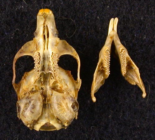 Alticola fetisovi, holotype, color image