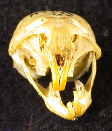 Clethrionomys glareolus devius, paratype, color image