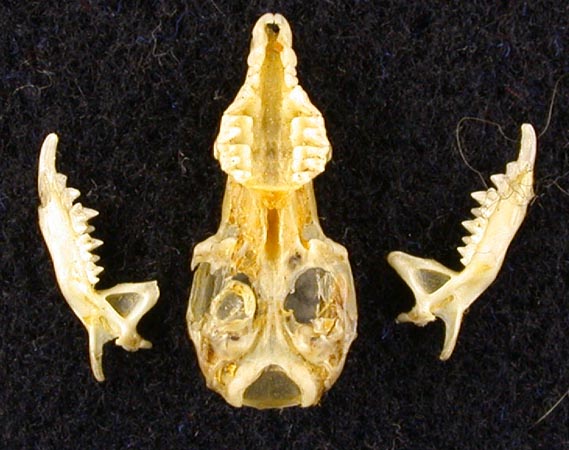 Crocidura leucodon avicennai, holotype, color image