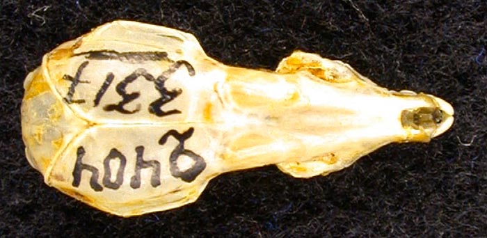 Crocidura leucodon volgensis, holotype, color image