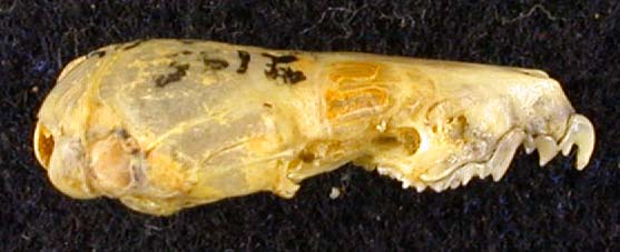 Crocidura sibirica ognevi, paratype, color image