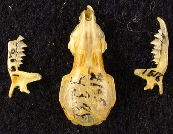 Crocidura sibirica ognevi, paratype, color image