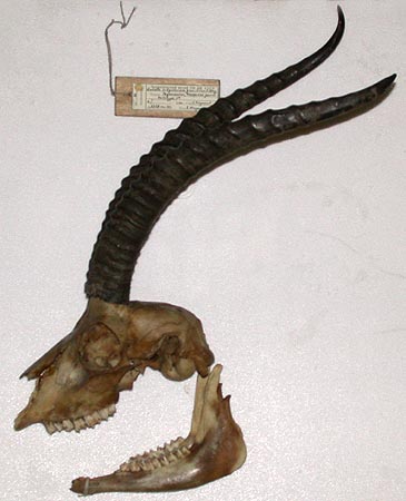 Gazella subgutturosa gracilicornis, holotype, color image