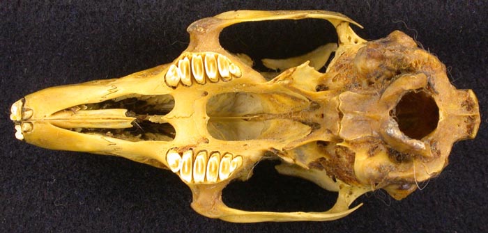 Lepus europaeus orientalis, holotype, color image