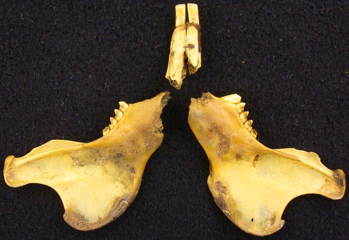 Lepus europaeus orientalis, holotype, color image
