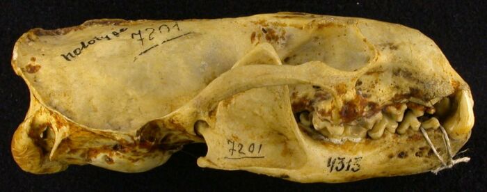 Lutra lutra borealis, holotype, color image