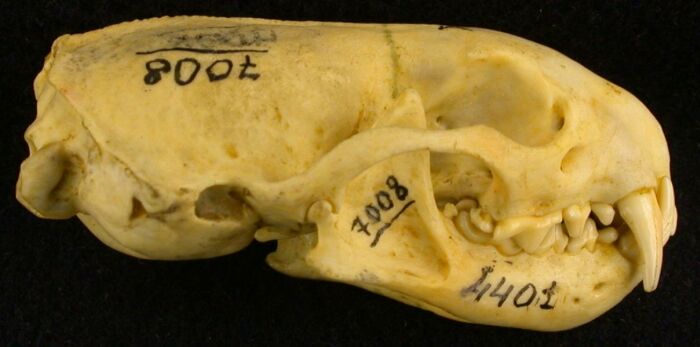 Mustela eversmanni dauricus, holotype, color image