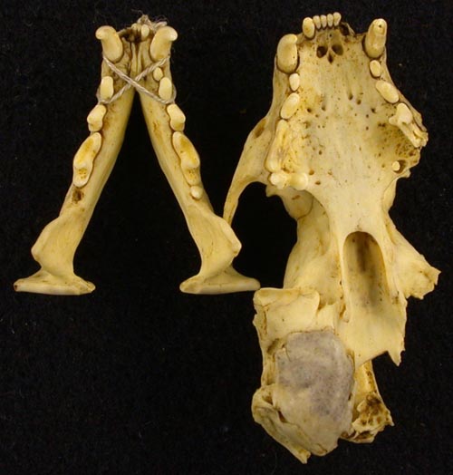 Mustela eversmanni pallidus, holotype, color image