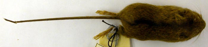 Sicista betulina, holotype, color image