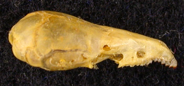 Sorex beringianus, holotype, color image