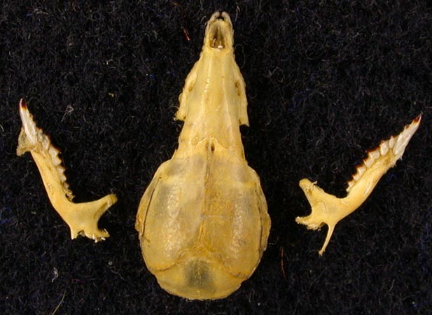 Sorex beringianus, holotype, color image