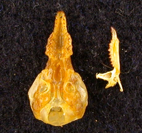 Sorex cinereus caecutienoides, holotype, color image