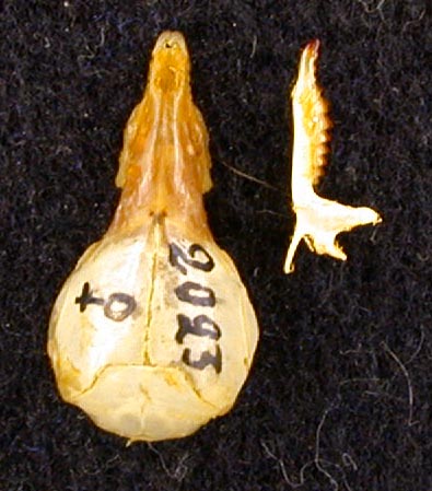 Sorex cinereus caecutienoides, holotype, color image