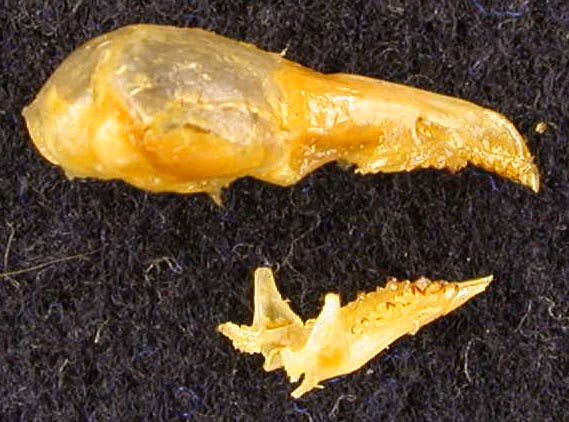 Sorex cinereus camtschatica, holotype, color image