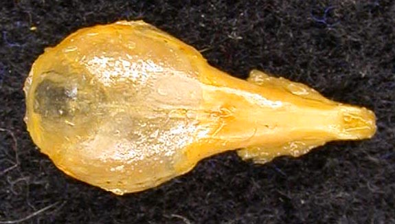 Sorex cinereus camtschatica, holotype, color image