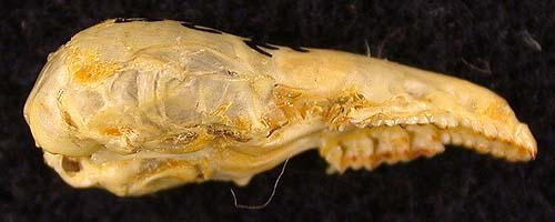 Sorex jenissejensis margarita, paratype, color image