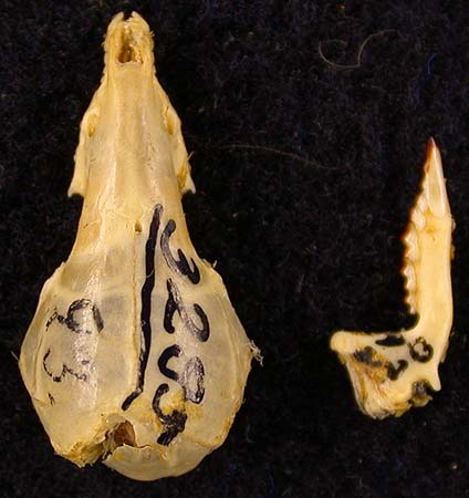 Sorex jenissejensis margarita, paralotype, color image