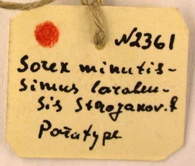 Paratype label, color image