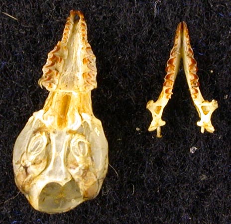 Sorex minutissimus karelicus, paratype, color image