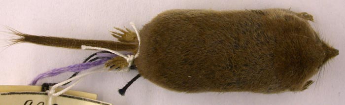 Sorex minutissimus karelicus, paratype, color image