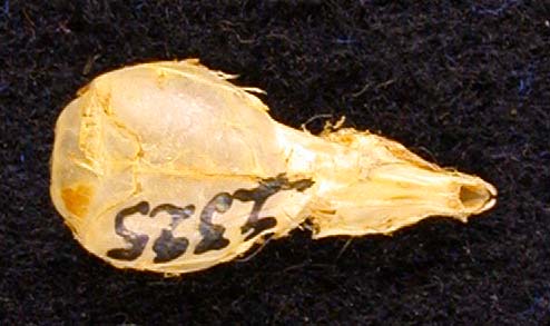 Sorex minutus heptapotamicus, holotype, color image