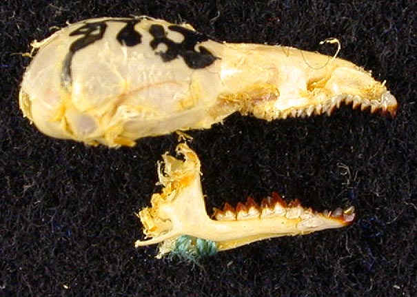 Sorex minutus heptapotamicus, paratype, color image