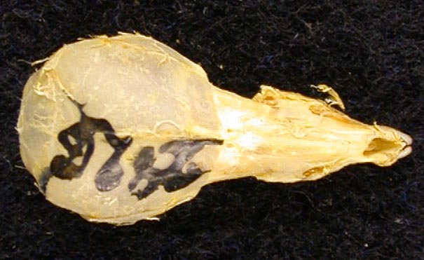 Sorex minutus heptapotamicus, paratype, color image