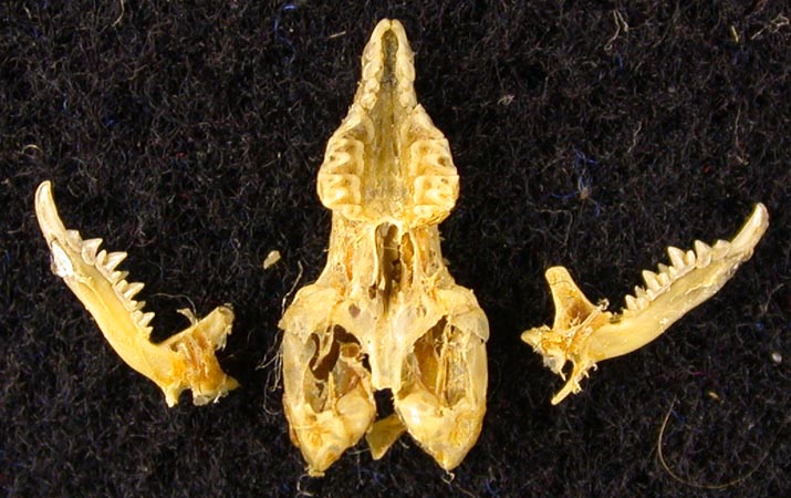Suncus etruscus bactrianus, paratype, color image