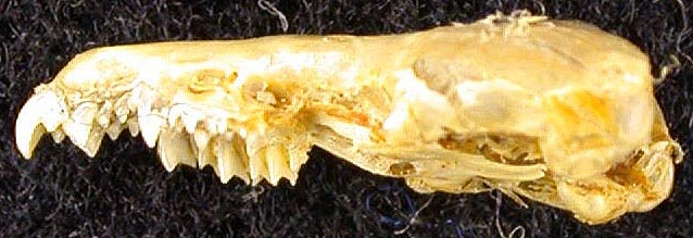 Suncus etruscus bactrianus, paratype, color image
