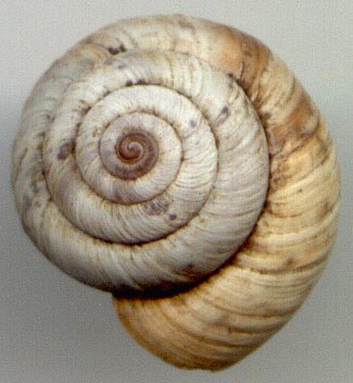 Angiomphalia caelestimontana, color image