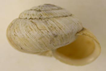 Angiomphalia caelestimontana, color image