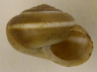 Angiomphalia regeliana, color image
