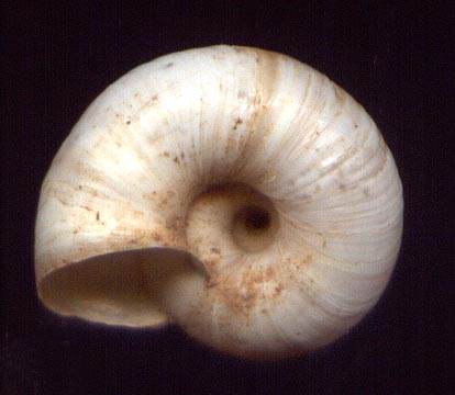 Archaica apollinis, color image
