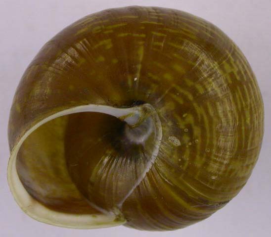 Arianta arbustorum, color image