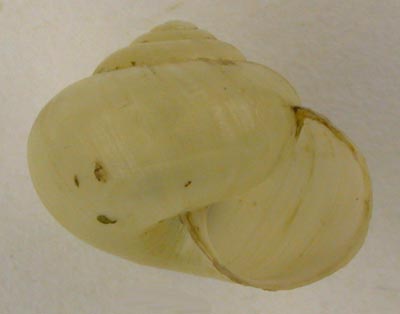 Bradybaena fruticum, color image