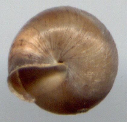 Chilanodon bicallosa, color image
