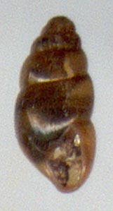 Cochlicopa lubrica, color image