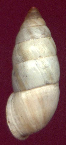 Laevozebrinus eremita, color image