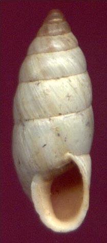 Laevozebrinus eremita, color image
