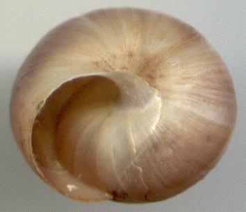 Leucozenella rubens, color image