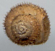 Monachoides aculeata, color image