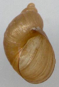 Novisuccinea altaica, color image