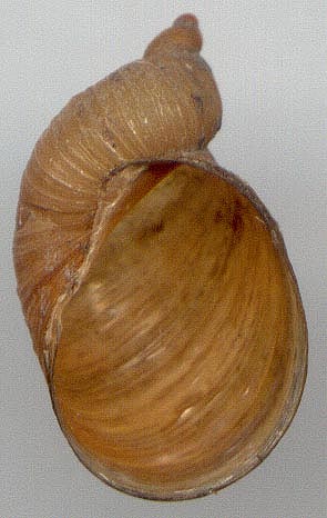 Novisuccinea martensiana, color image