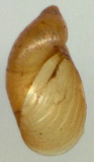 Oxyloma sarsi, color image