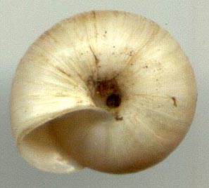 Ponsadenia semenovi, color image