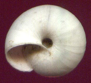 Ponsadenia semenovi, color image