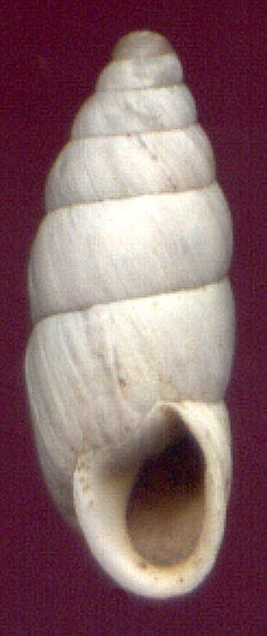 Pseudonapaeus albiplicatus, color image