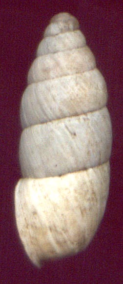 Pseudonapaeus albiplicatus, color image