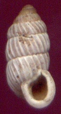 Pseudonapaeus sp., color image